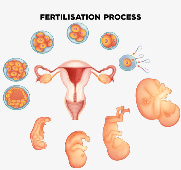 做试管婴儿如何进行胚胎选择？
